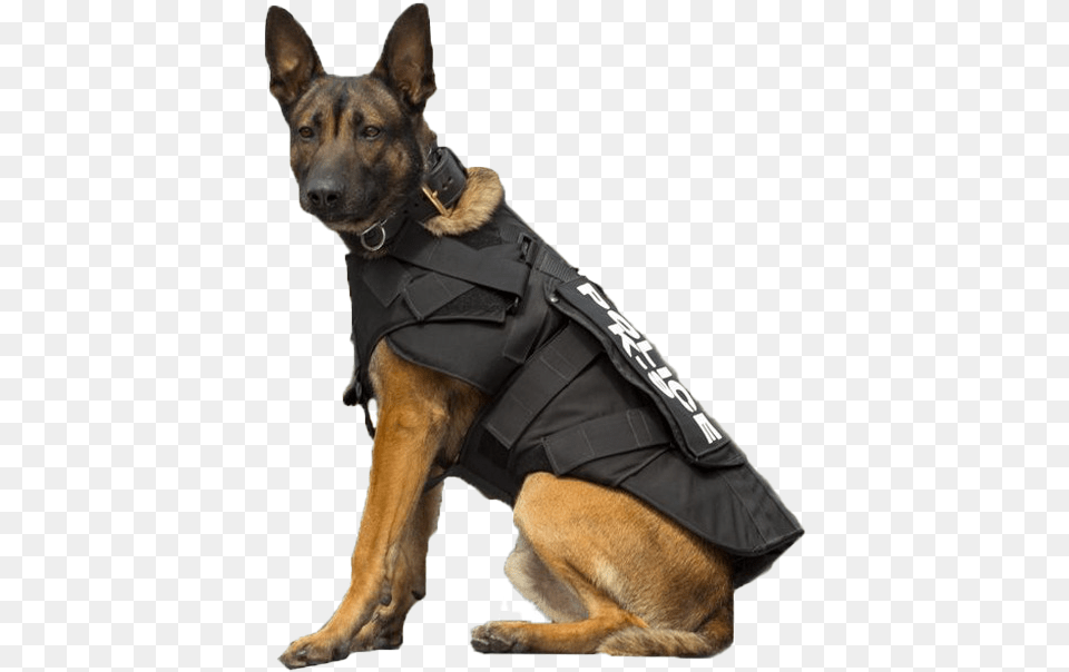 Police German Shepherd Dog Arts Using Dogs For Police Work Is Animal Abuse, Canine, Mammal, Pet, Police Dog Free Transparent Png