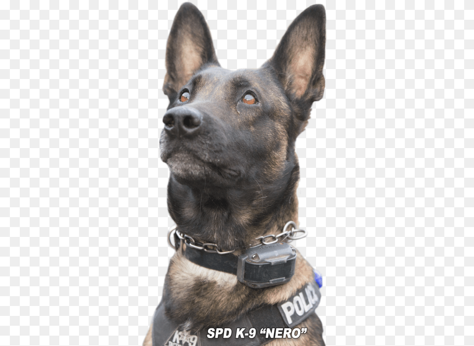 Police K9 Copy Dog Catches Something, Animal, Canine, Mammal, Pet Free Png