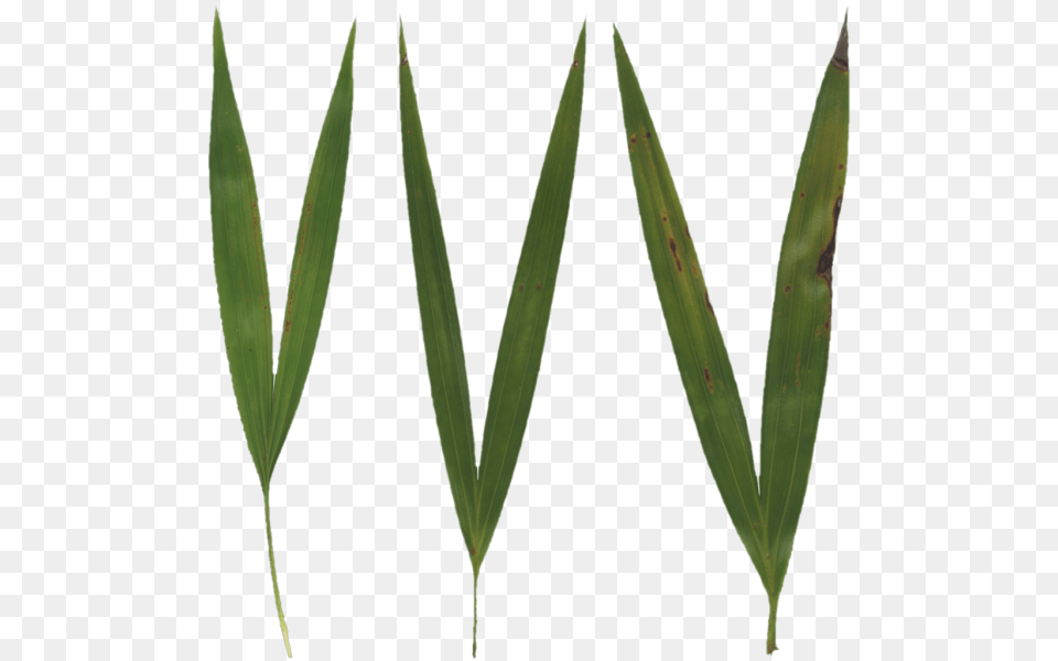 Poliigon Texture Grass Blades, Leaf, Plant, Tree Free Png Download