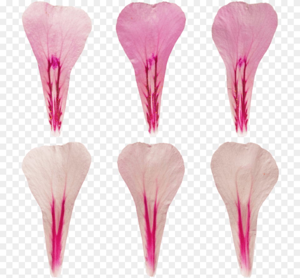 Poliigon Texture Search Artificial Flower, Petal, Plant, Geranium, Anther Png Image