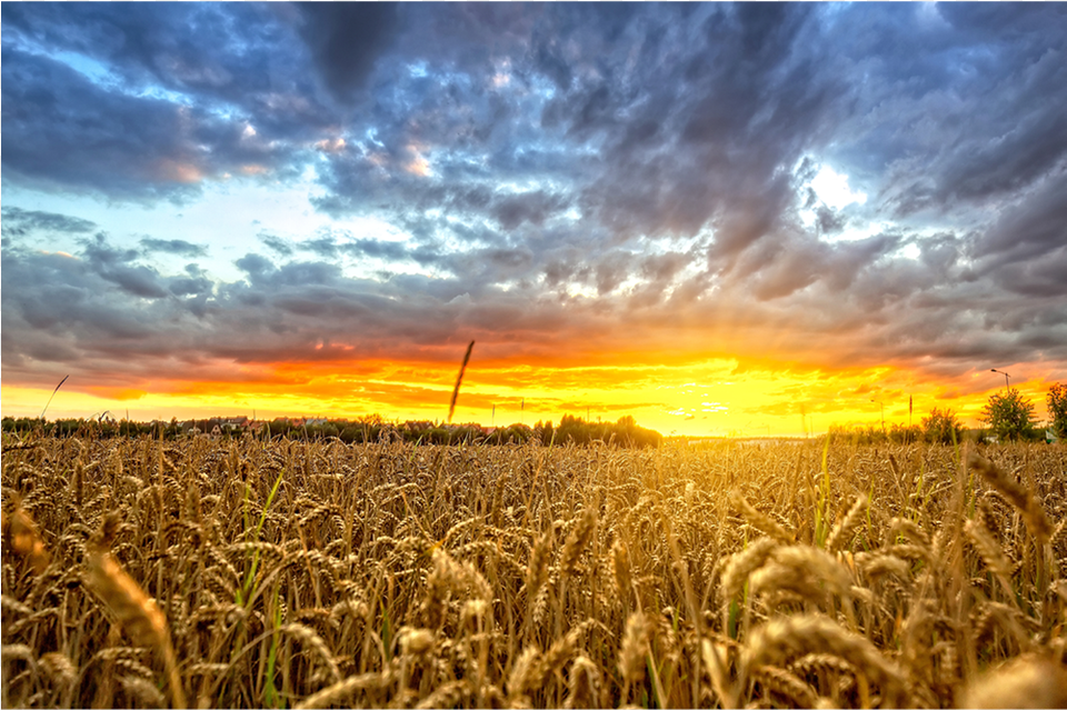 Polish Wheat Field At Sunset Wheat, Nature, Outdoors, Scenery, Sky Free Png Download