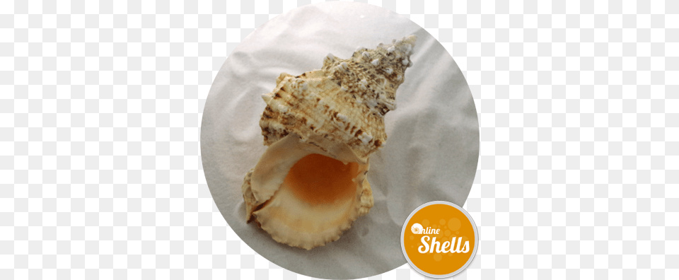 Polished Black Pen Shell Online Shells Buy Sea Shells Lovely, Animal, Invertebrate, Sea Life, Seashell Free Png