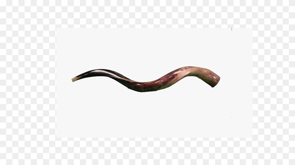 Polished Shofar Inc, Smoke Pipe, Animal, Fish, Sea Life Png Image