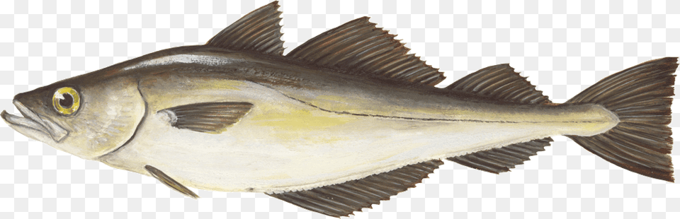 Pollack Pollachius P Striper Bass, Animal, Fish, Sea Life, Tuna Free Png