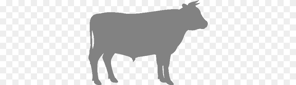 Polled Hereford Cows, Animal, Bull, Mammal, Adult Png