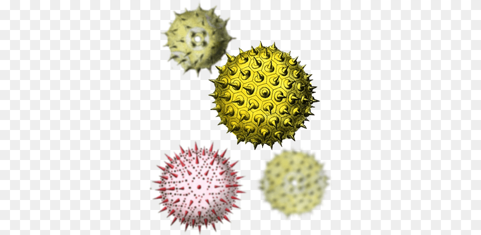 Pollen 5 Pollens, Plant, Sphere, Animal, Sea Life Free Png