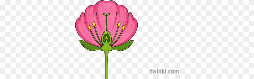 Pollen Grain Halfway Down Style 1 Illustration Twinkl Cross Section Of A Flower, Anther, Petal, Plant, Geranium Free Png