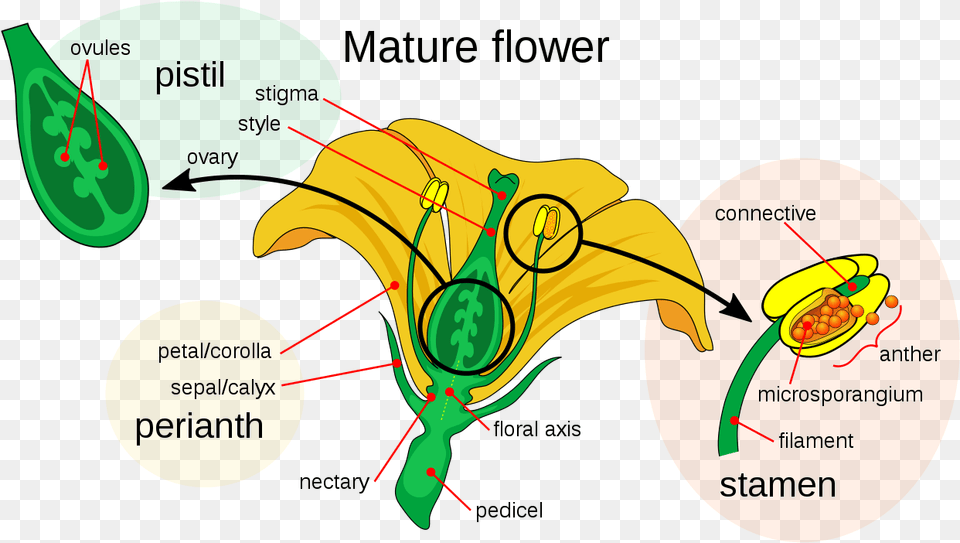 Pollen Grain Of A Flower, Animal, Bee, Insect, Invertebrate Png Image