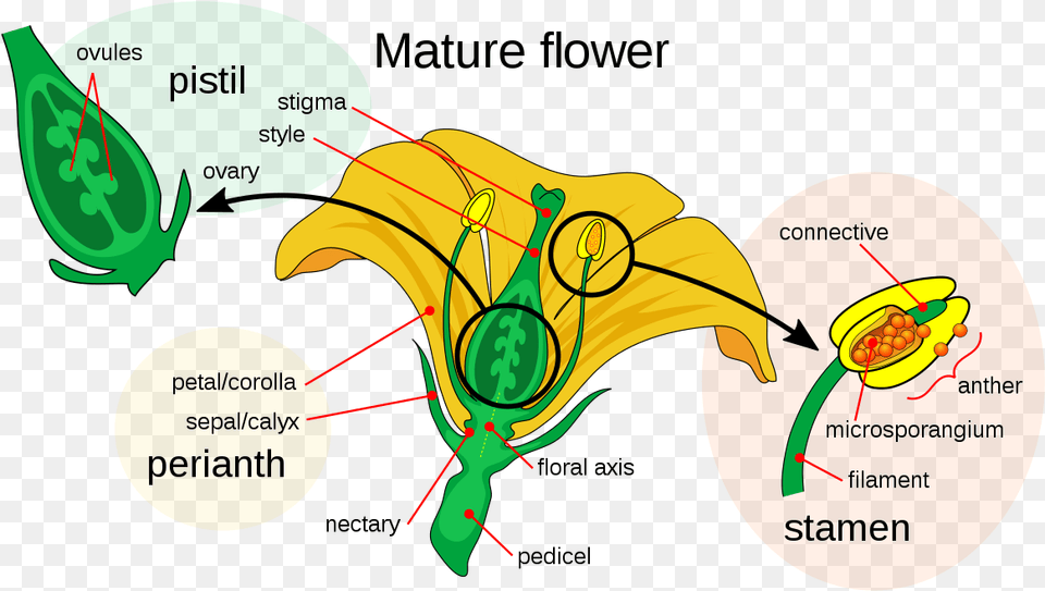 Pollen Grains On A Flower, Animal, Bee, Diagram, Insect Png