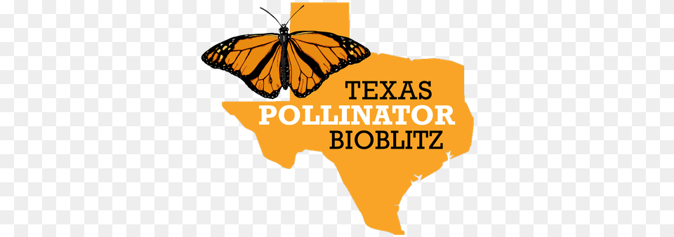 Pollinator Bioblitz Logo Texas, Animal, Person, Butterfly, Insect Png