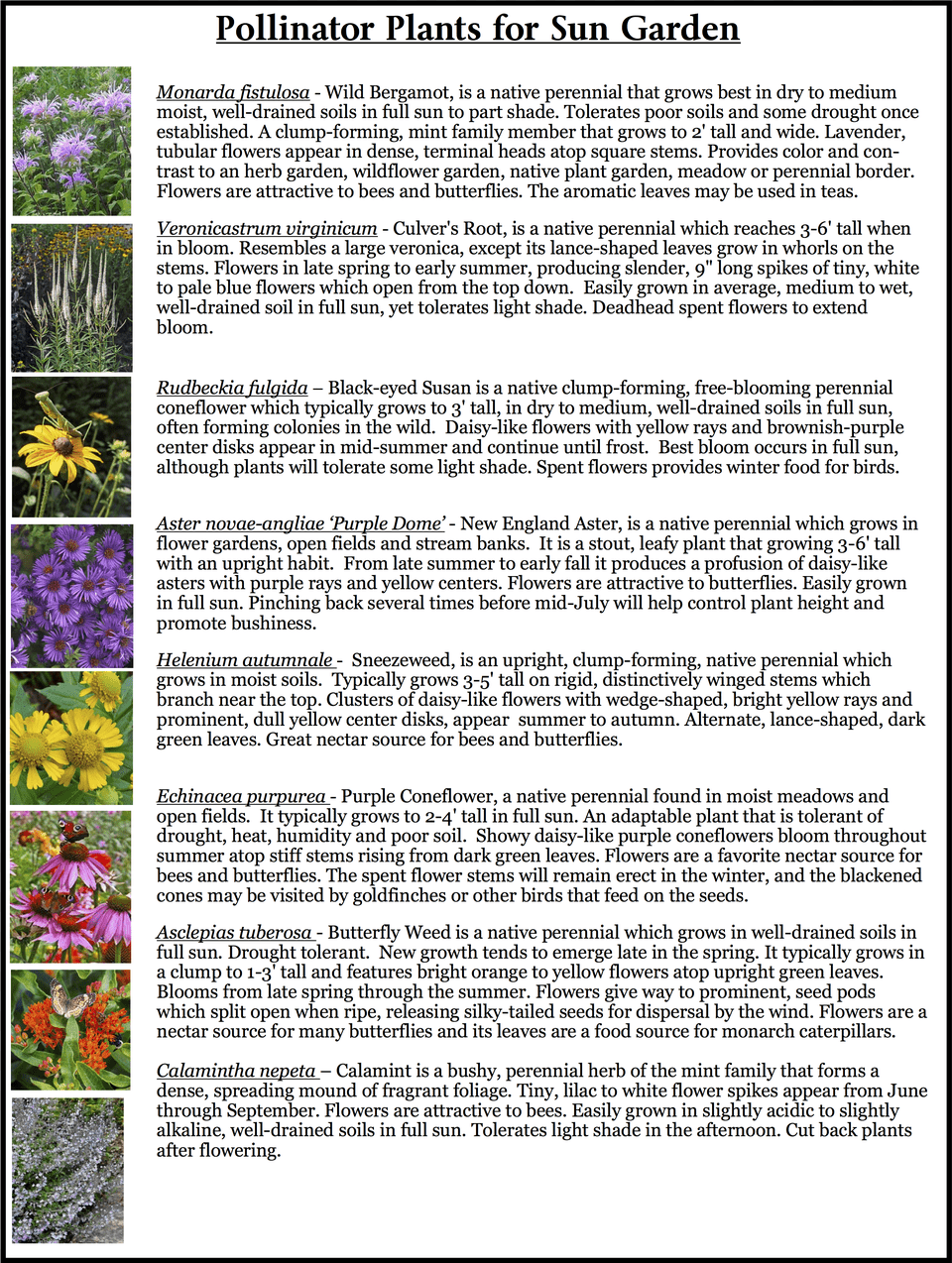 Pollinator Viola, Text, Herbal, Herbs, Plant Free Transparent Png