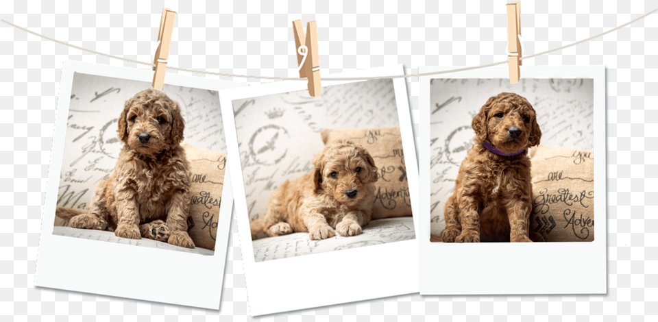 Poloriod Dogs Golden Retriever, Animal, Canine, Dog, Mammal Free Png