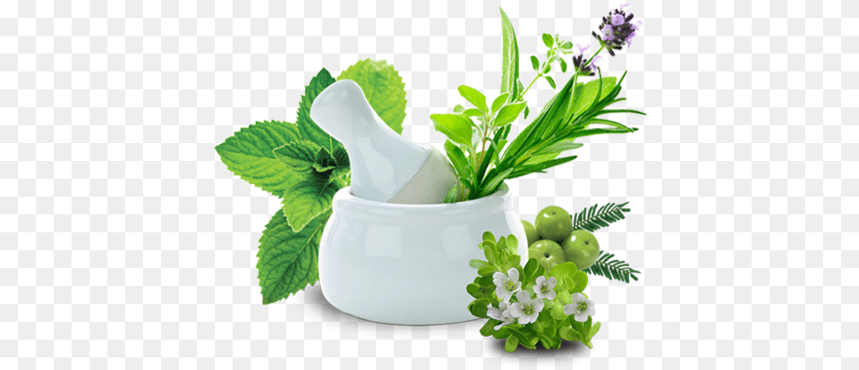 Polycystic Kidney Treatment In India, Herbal, Herbs, Leaf, Plant Free Png Download