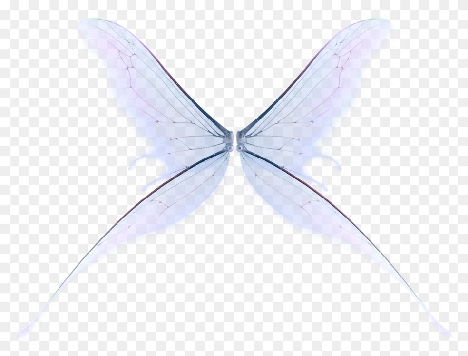 Polyommatus, Animal, Butterfly, Insect, Invertebrate Free Transparent Png