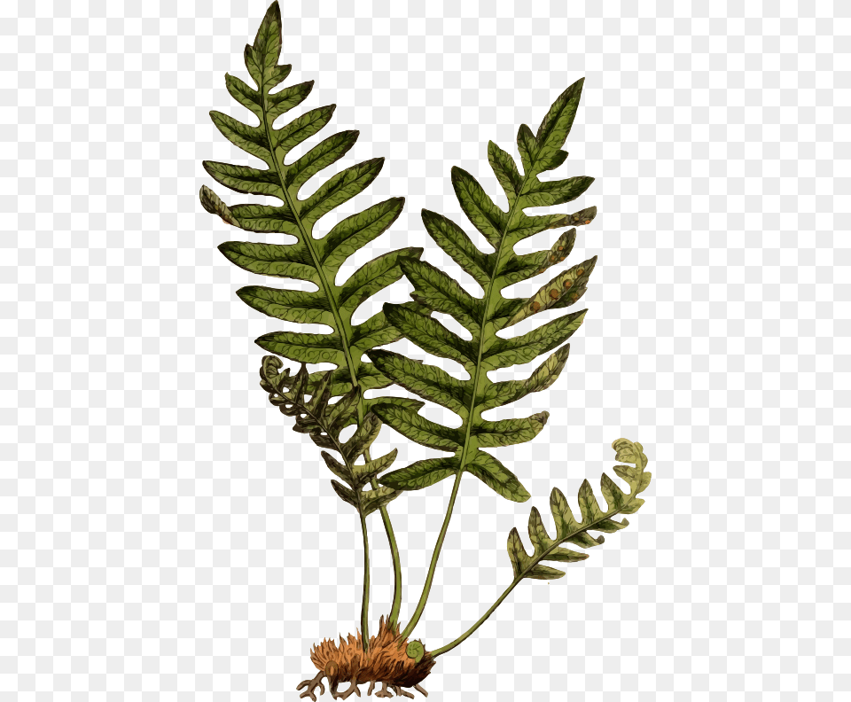 Polypodium Vulgare Lady Fern On Rock Clipart, Leaf, Plant Png Image