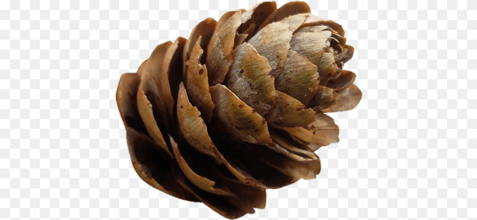 Polyvore Christmas Moodboard Pinecone Conifer Cone, Plant, Tree, Food, Produce Free Transparent Png