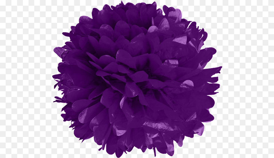 Pom Poms, Plant, Paper, Purple, Flower Free Png Download