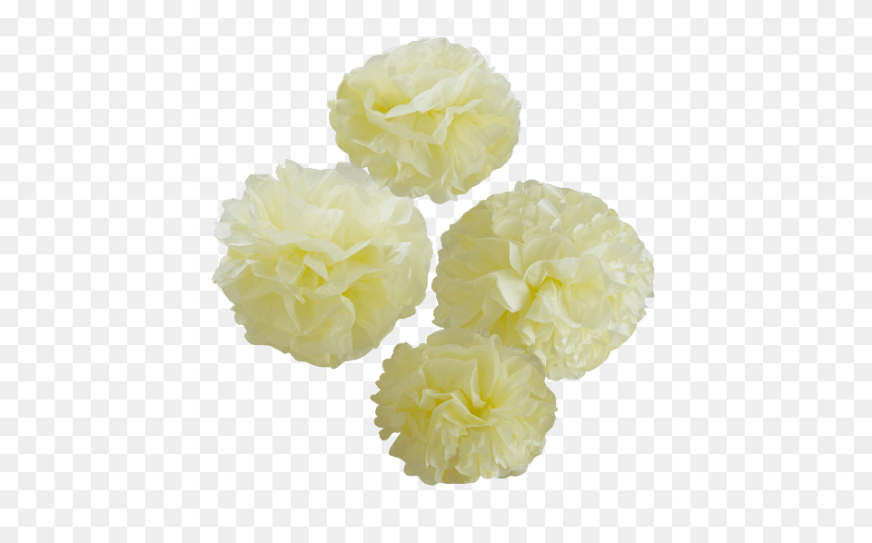 Pom Poms Artificial Flower, Carnation, Plant, Rose, Petal Png Image