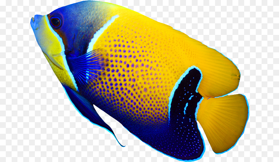 Pomacanthus Navarchus Emperor Angelfish Tropical Coral Tropical Fish, Animal, Sea Life Png Image