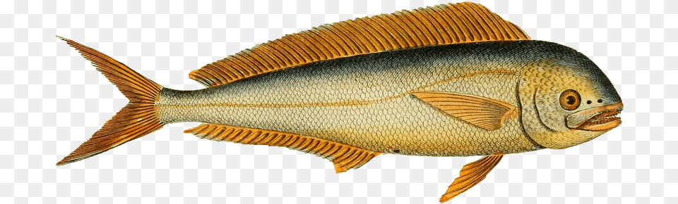 Pomacentridae, Animal, Fish, Sea Life, Tuna Png Image