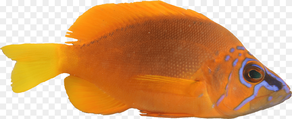 Pomacentridae, Animal, Fish, Sea Life Png Image