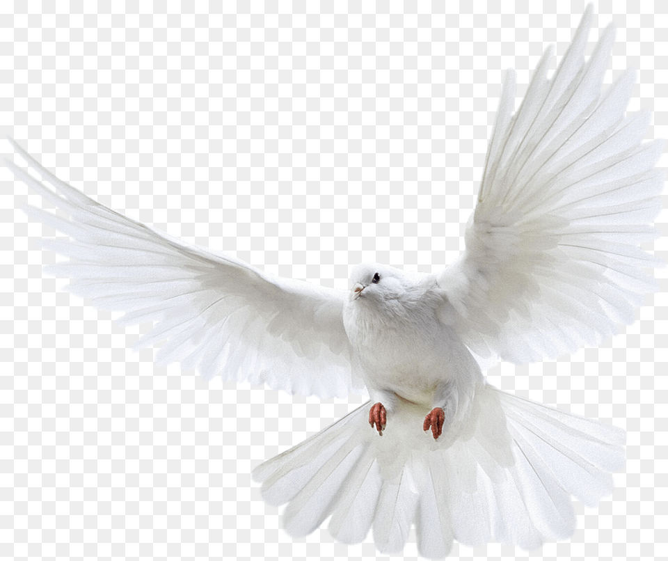 Pomba Pigeon, Animal, Bird, Dove Png