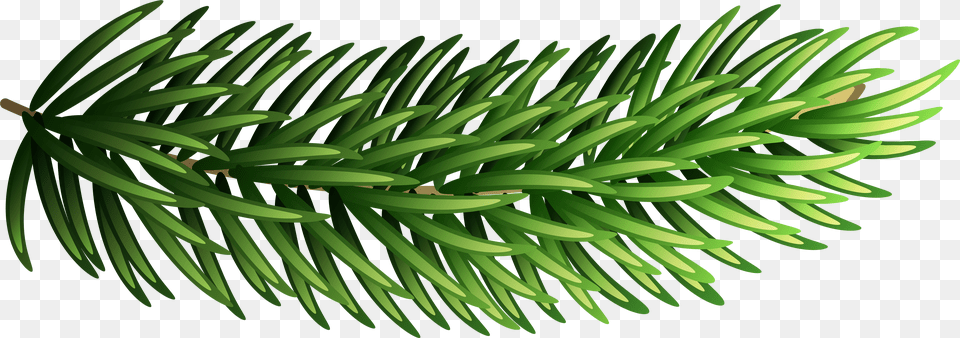 Pomegranate Clipart Branch Pine Branch Free Transparent Png