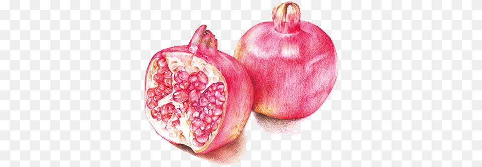 Pomegranate Drawing Pencil Colored Pencil Fruit Art Drawing, Food, Plant, Produce Free Png Download