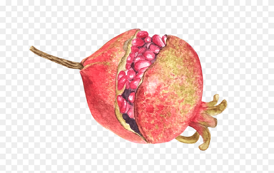 Pomegranate Fruit Watercolor Image On Pixabay Pitaya, Food, Plant, Produce, Animal Free Png Download