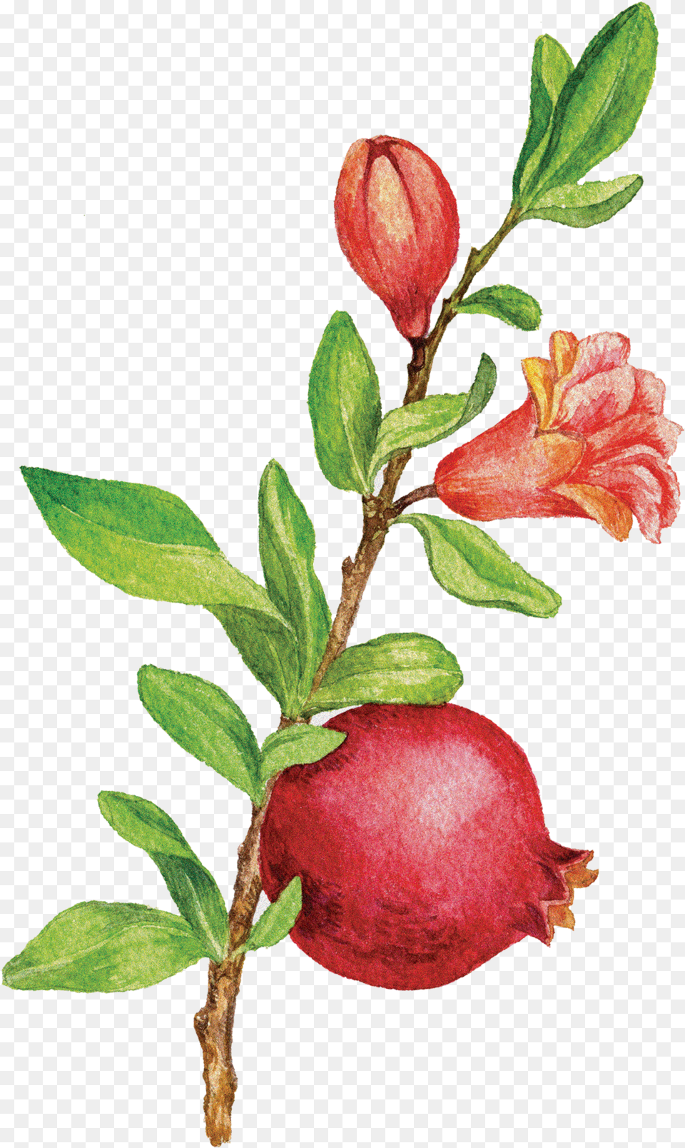 Pomegranate Tree Buffaloberries, Food, Fruit, Plant, Produce Free Png Download