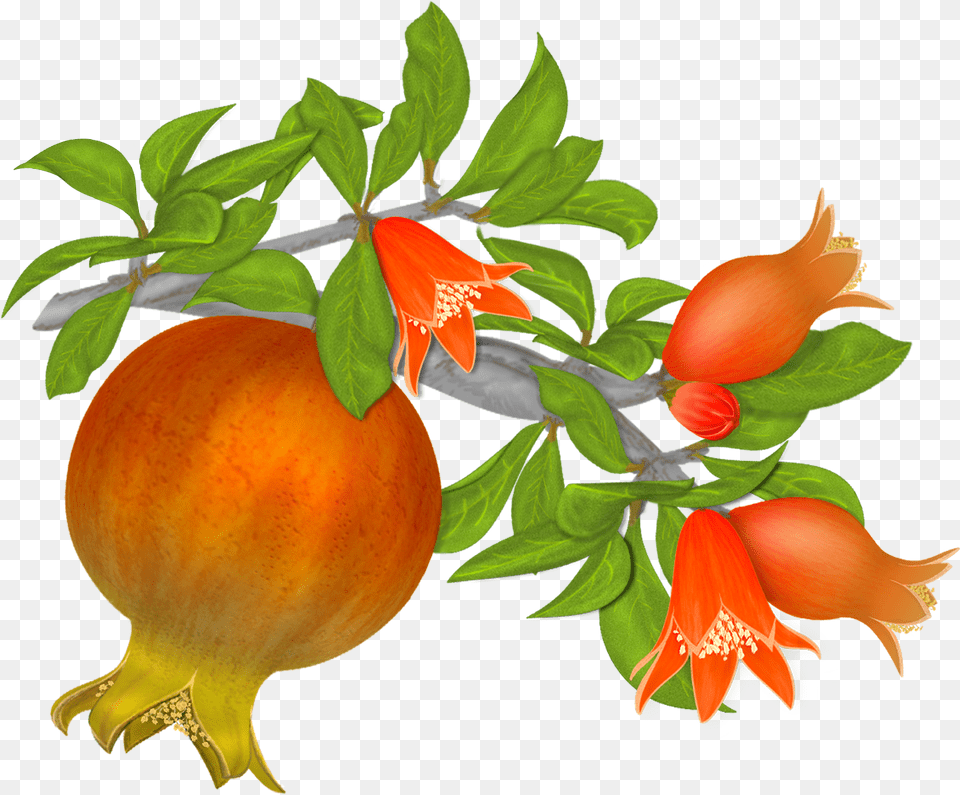 Pomegranate Tree Pomegranate Flower Clipart, Food, Fruit, Plant, Produce Free Png