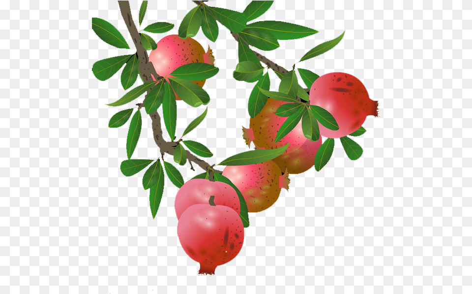 Pomegranate Tree Transparent U0026 Clipart Free Download Ywd Pomegranate Tree Clip Art, Food, Fruit, Plant, Produce Png Image