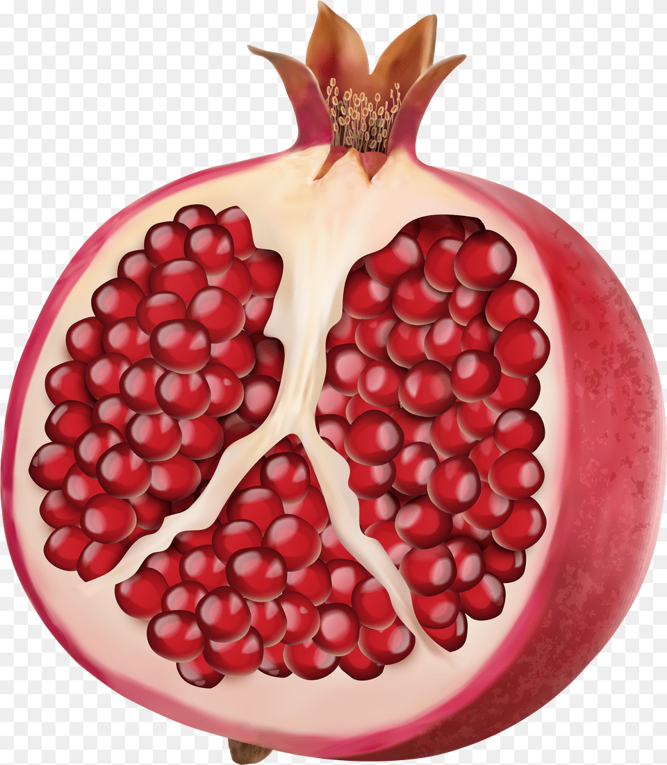 Pomegranate Vector Png Image