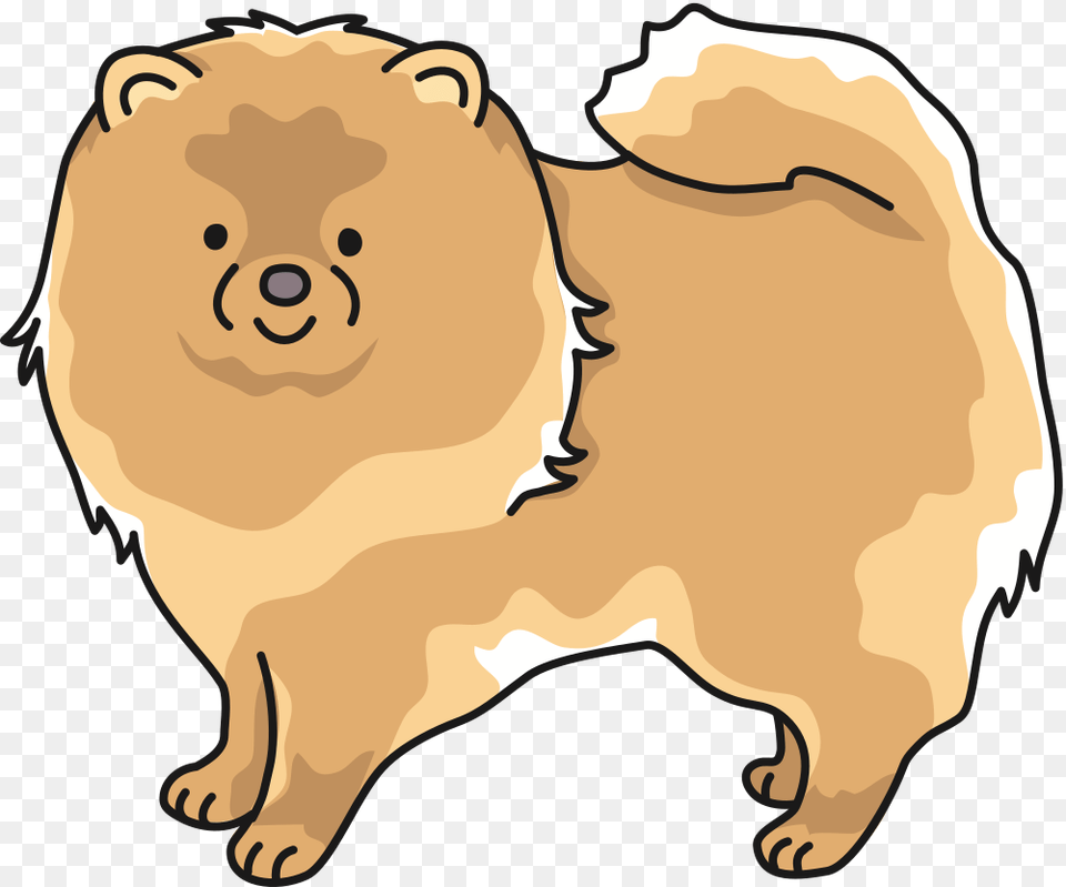 Pomeranian, Animal, Mammal, Canine, Pet Png