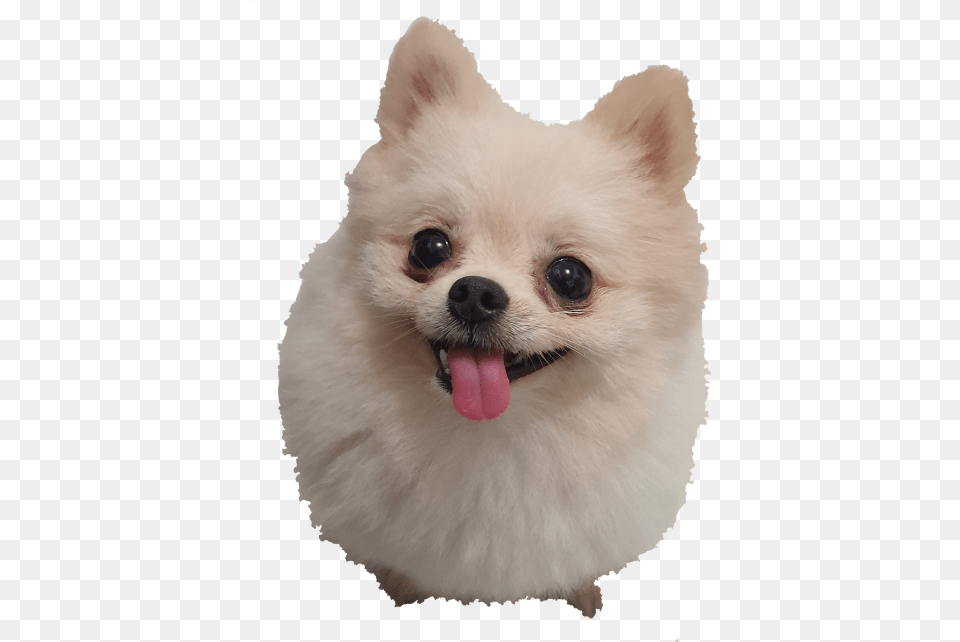 Pomeranian, Animal, Canine, Mammal, Dog Free Png Download