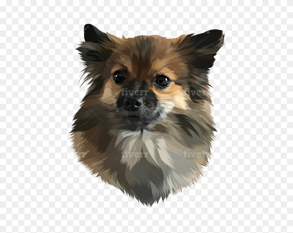 Pomeranian, Animal, Canine, Dog, Mammal Free Png