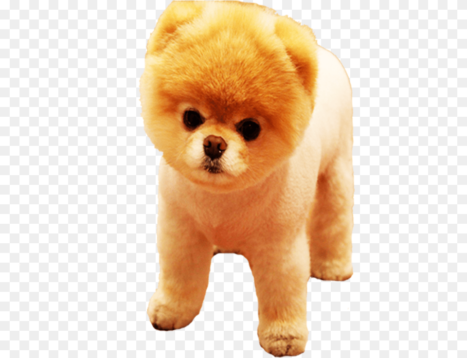 Pomeranian, Animal, Canine, Dog, Mammal Free Png