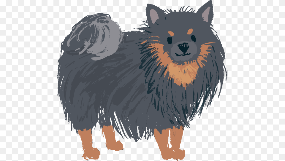 Pomeranian Black And Tan Pomeranian, Person, Animal, Mammal, Cat Free Transparent Png