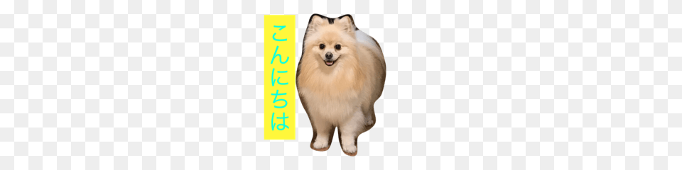 Pomeranian Cookie Line Stickers Line Store, Animal, Canine, Dog, Mammal Png Image