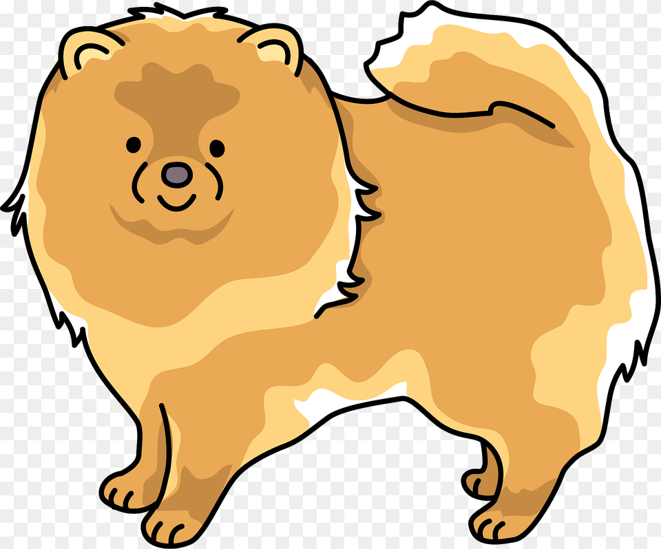 Pomeranian Dog Clipart, Animal, Mammal, Canine, Pet Png Image