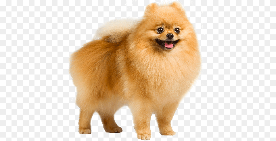 Pomeranian German Shepherd Pomeranian Dog, Animal, Canine, Mammal, Pet Free Png