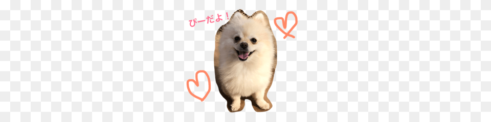 Pomeranian P Line Stickers Line Store, Animal, Canine, Dog, Mammal Free Transparent Png