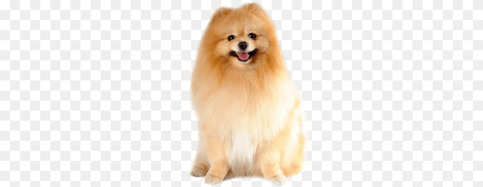 Pomeranian Puppy Hair Trimmer For Dog, Animal, Canine, Mammal, Pet Png