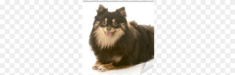 Pomeranian Puppy Laying Down Keepsake Box, Animal, Canine, Dog, Mammal Png Image