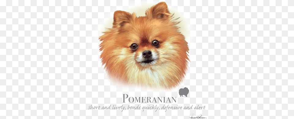 Pomeranian Rottweiler Dachshund Terrier, Animal, Canine, Dog, Mammal Png Image