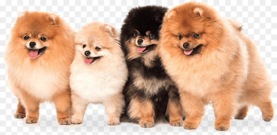 Pomeranian Teddy Bear Dog, Animal, Canine, Mammal, Pet Png
