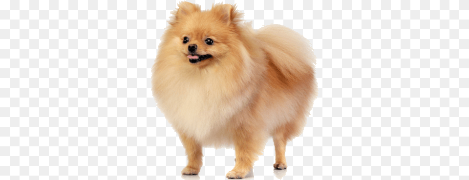 Pomeranians Are Small Lively Dogs That Are Well Suited Pomeranian, Animal, Pet, Canine, Dog Png