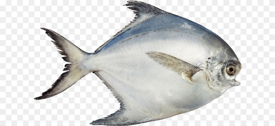 Pomfret White Pomfret Fish, Animal, Sea Life, Tuna Free Png Download