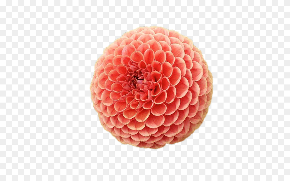 Pompom Chrysanthemum, Dahlia, Flower, Plant Free Png Download