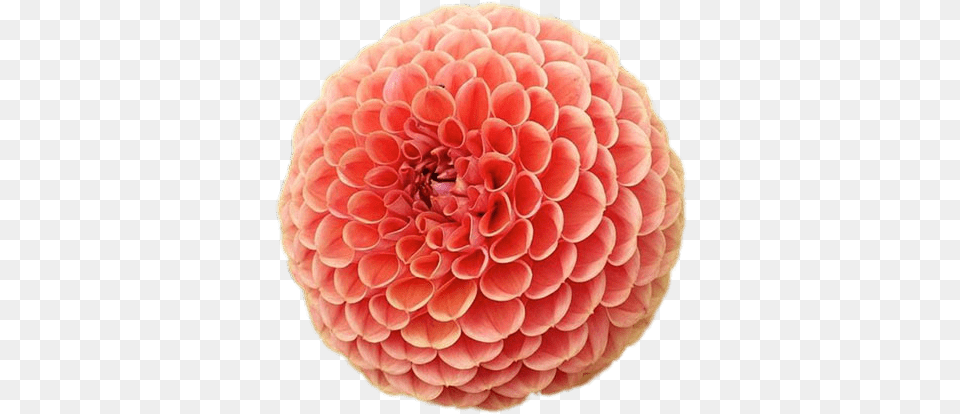 Pompom Chrysanthemum Chrysanthemums Pompom, Dahlia, Flower, Plant, Birthday Cake Free Png